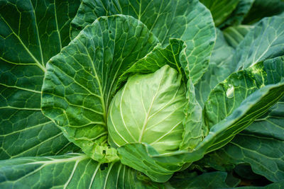 Full frame shot of green leaves