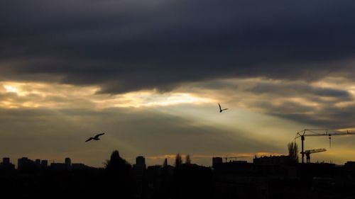Low angle view of bird flying against cloudy sky