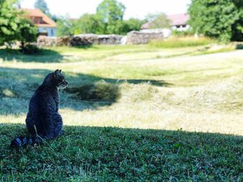 View of a horse on field