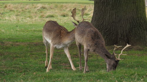 Deer on field