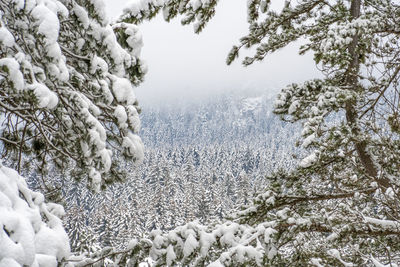 Snow covered land and trees during winter