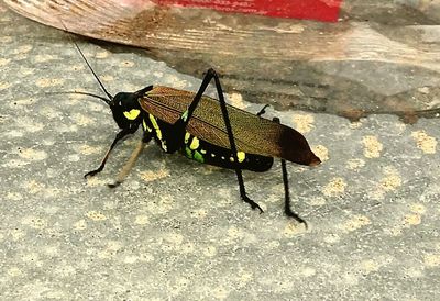 High angle view of insect on leaf