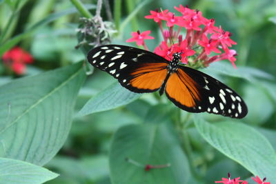 Close-up of butterfly pollinating on flower