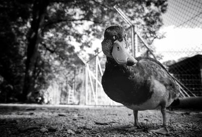 Close-up of bird against trees