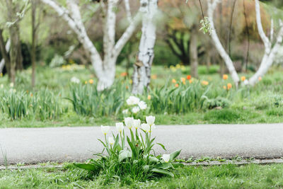 Close-up of flowering plants in park