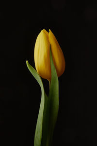 Close-up of yellow flower against black background