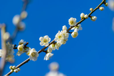 Low angle view of apple blossoms in spring against clear blue sky