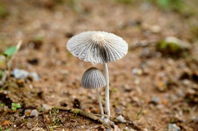 High angle view of mushrooms growing on field