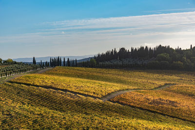 Scenic view of agricultural field against sky