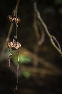 Close-up of dried plants