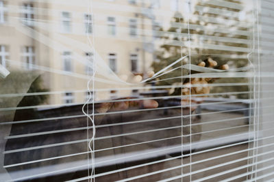 Man touching window blinds at home