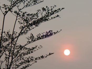 Low angle view of silhouette tree against sky during sunset