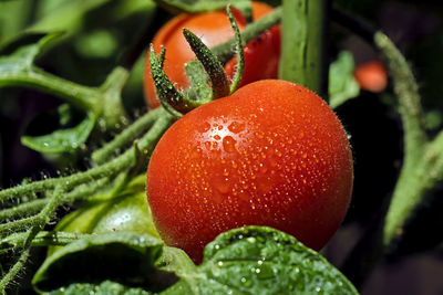 Close-up of water drops on fruit