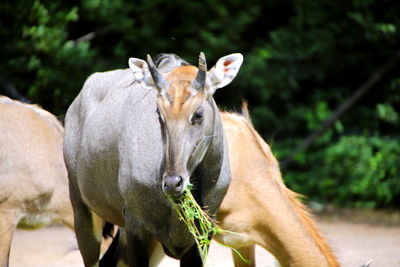 Close-up of two horses