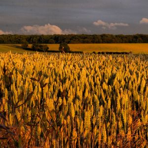 Scenic view of oilseed rape field against sky