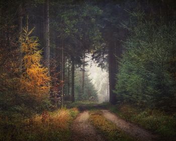 Dirt road amidst trees in forest