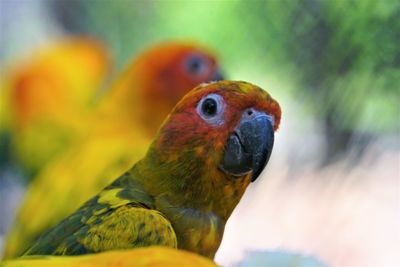 Close-up of a parrot