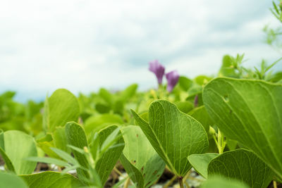 Close-up of purple flowering plant