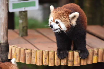 Close-up of red panda in zoo