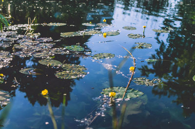 Reflection of trees in lake