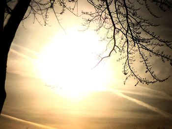 Silhouette of trees at sunset