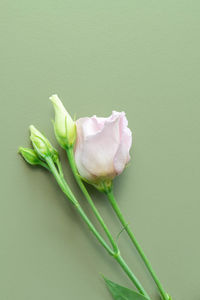 Close-up of pink rose flower