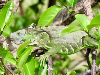 Closeup of an iguana perched on a tree branch