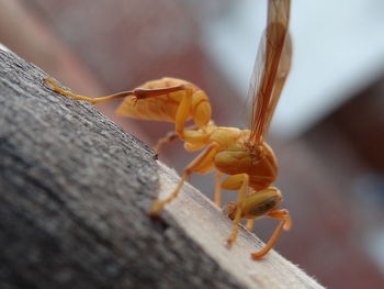 Close-up of insect on wood