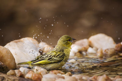 Close-up of bird perching on a lake