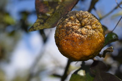 Close-up of fruit on tree