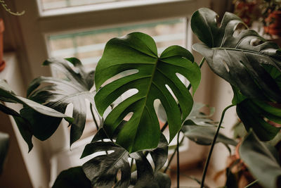 Plants collection in small millenials' rental flat, monstera deliciosa, adansonii, monkey mask