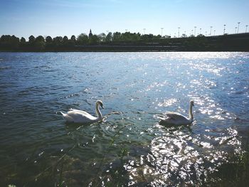 Swan swimming in lake against sky