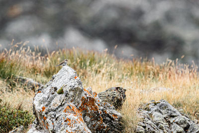 Close-up of rock