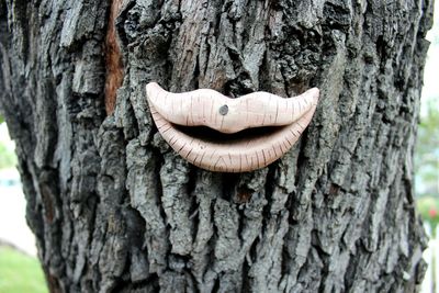 Close-up of tree trunk