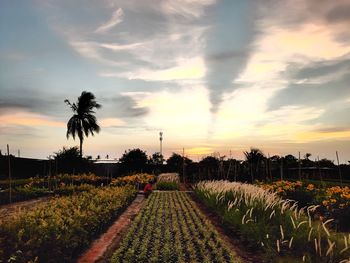 Scenic view of agricultural field against sky during sunset