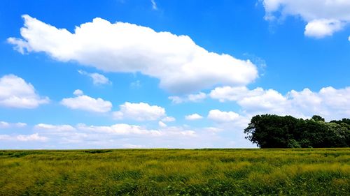 Scenic view of field against sky