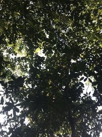 Low angle view of trees against sky