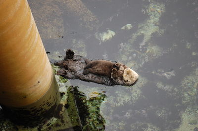 High angle view of sea otters floating on water at monterey bay aquarium