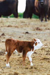 Cow standing in a field