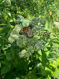 Close-up of butterfly pollinating flower