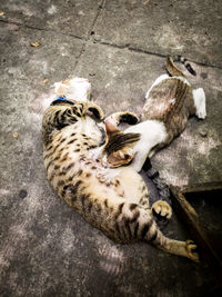 High angle view of cat sleeping