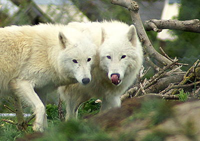 Close-up portrait of sheep