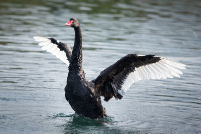 Bird flying over lake