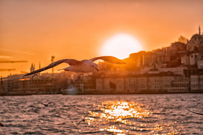 View of seagull at sunset