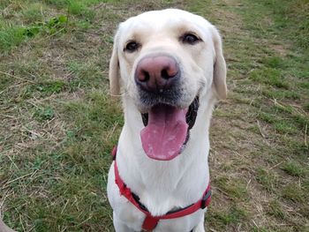 High angle portrait of dog on field