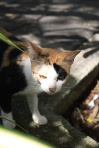 Close-up of cat sitting outdoors