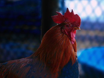 Close-up of rooster