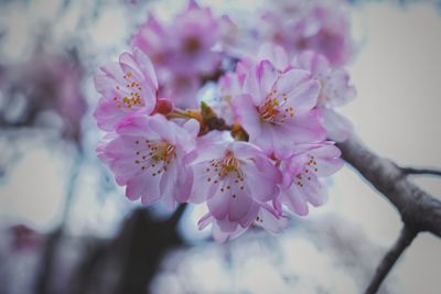Close-up of pink cherry blossom