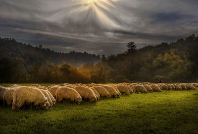 Flock of sheep grazing on field against sky during sunset