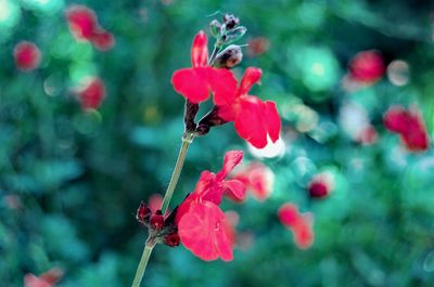 Close-up of red flowering plant